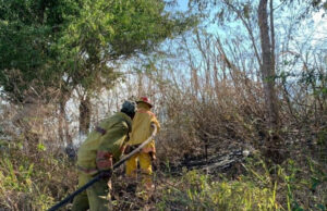 Medio Ambiente informa incendio forestal en Valle Nuevo está controlado Medio Ambiente logró disminuir el siniestro porque se trazaron líneas de cortafuego para eliminar el combustible existente