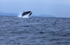 Avistamiento de Ballenas en Ecuador