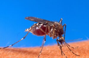 RD encabeza fallecidos dengue