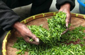 Todo lo que necesitas saber sobre el Té Verde: Origen, Beneficios y Usos