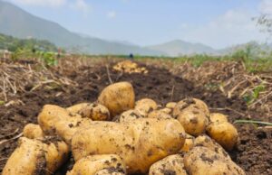 El Valle de Constanza: Un Paraíso para la Agricultura Sostenible y la Conservación Ambiental