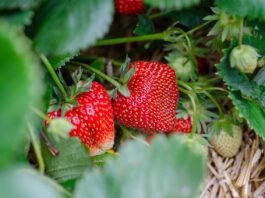 strawberries, strawberry patch, strawberry garden, fruit picking, harvest, strawberry plant, strawberries, strawberries, strawberry plant, strawberry plant, strawberry plant, strawberry plant, strawberry plant