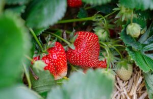 La Fresa en la Gastronomía de Constanza: Un Aporte Duradero, No Pasajero strawberries, strawberry patch, strawberry garden, fruit picking, harvest, strawberry plant, strawberries, strawberries, strawberry plant, strawberry plant, strawberry plant, strawberry plant, strawberry plant