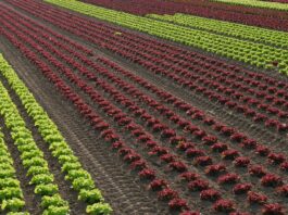 salad, horticulture, glyphosate, graphically, lettuce, agriculture