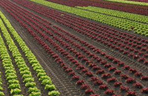 El Glifosato: La Controversia Verde que Divide al Mundo salad, horticulture, glyphosate, graphically, lettuce, agriculture