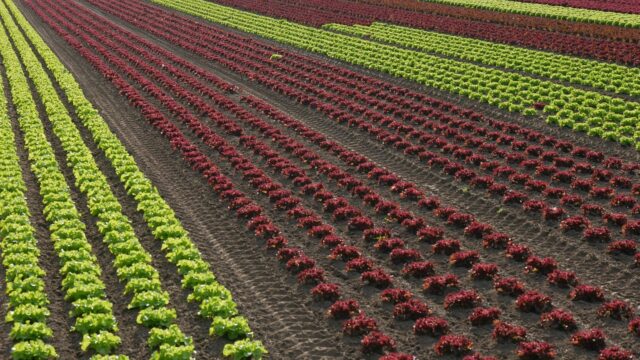salad, horticulture, glyphosate, graphically, lettuce, agriculture