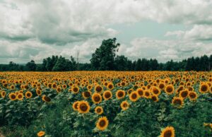 El Girasol: Un Símbolo de Luz y Leyenda Expansive field of vibrant sunflowers under a dramatic cloudy sky.