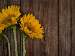 Three bright yellow sunflowers on a rustic wooden surface with ample copy space.