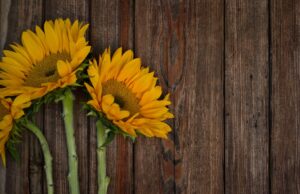 El Mundo Dorado de los Girasoles: Variedades, Mercado y un Misterio Negro Three bright yellow sunflowers on a rustic wooden surface with ample copy space.