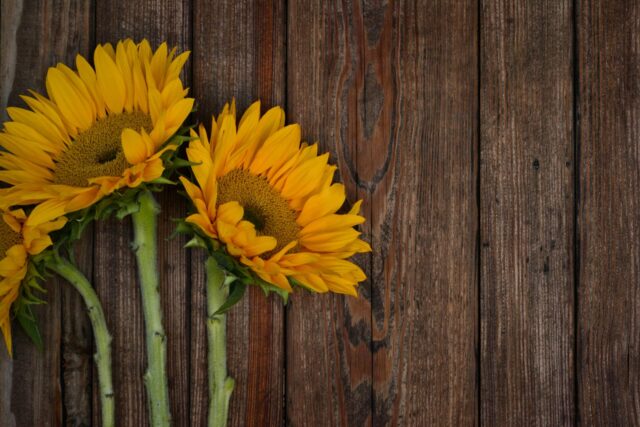 Three bright yellow sunflowers on a rustic wooden surface with ample copy space.